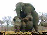 elephant trying