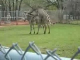 ZEBRAS GONE WILD
