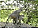 monkey