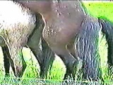 Horses mating