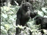 Bonobo interactions