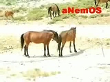 Horse sex