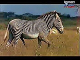 Zebra Sex