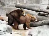 bears fuck