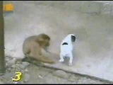 funny monkey