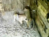 Horny Monkey