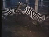 Zebras sex