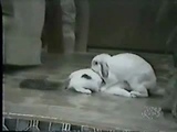 funny bunny