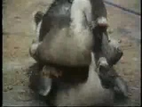 bird sex