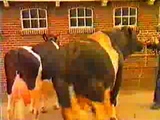 Bull fucks cow