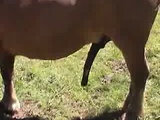 Horse mating