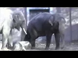 Elephant mating in zoo