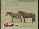 wild horse mounting - 0'23''.mpeg