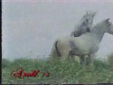 white horses mounting - 0'26''.mpeg