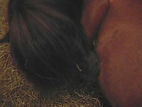 Pony cum