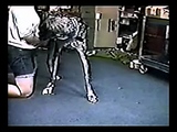 Amateur and great Dane