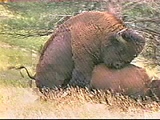 bison bull mating - 0'21''.mpeg