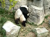 x-rated pandas in dc