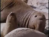 Seals make love 
