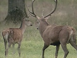 Deer Sex