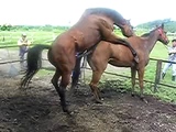 Hot horse breeding 5000