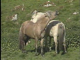 ponies mating