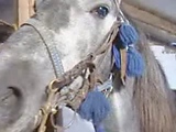 horse sex latina