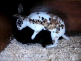 Rex Rabbit Breeding