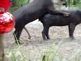 funny tapirs