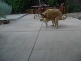 dog humping cat