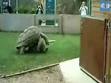 Two turtles having sex