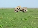 elephant sex