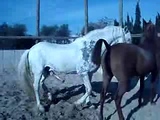 Draft horses having sex