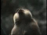 primates 