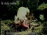 wild pig
