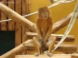 masturbating monkey