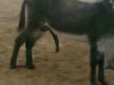 hot donkey selfjob