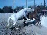 Horse on Mare