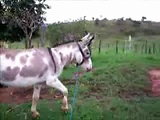 Donkey fucks Mare