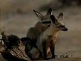 Mating foxes (Cuts)