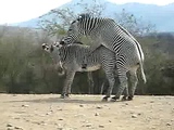 zebra sex