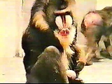 Jerking monkey