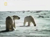 polar bear mating