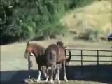 Horses mating in field