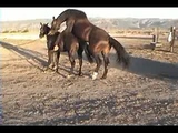 horse sex