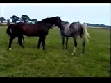 Horse mating-HM