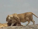 lions mating