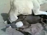camels mating