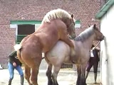 Horse Matting