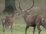 deer mating